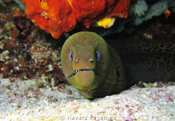 Moray eel Raja ampat indonesia by Havard Fagernes 